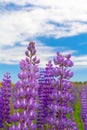 Close up purple lupine flower closeup outdoors.Lupinus, lupin, lupine field with pink purple and blue flowers. Bunch of lupines Royalty Free Stock Photo