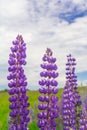 Close up purple lupine flower closeup outdoors.Lupinus, lupin, lupine field with pink purple and blue flowers. Bunch of lupines Royalty Free Stock Photo