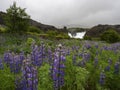 Close Up Purple Lupine Flowers And Hjalparfoss Doubled Waterfall