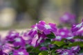 Close up purple Madagascar Periwinkle flower in a garden.Commonly name bright eyes,Cape periwinkle,graveyard plant,old maid,pink p