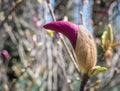 Close up with a purple magnolia bud in the spring Royalty Free Stock Photo