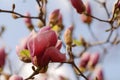 Close up of a purple magnolia flower against a blurred background of blooming branches and blue sky. Royalty Free Stock Photo