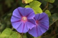 Close up of Purple morning glory flower Royalty Free Stock Photo