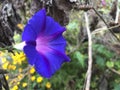 Close-up On Purple Morning Glory On A Vine Royalty Free Stock Photo