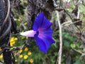 Close-up On Purple Morning Glory On A Vine Royalty Free Stock Photo