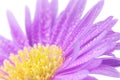 Close-up on purple mum flower Royalty Free Stock Photo