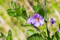 Close up of Purple nightshade Solanum xanti flower, California