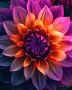 Close Up of Purple and Orange Flower Royalty Free Stock Photo