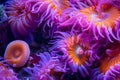 Close-Up of a Purple and Orange Sea Anemone, A detailed look inside Royalty Free Stock Photo