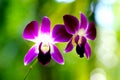 Close up purple orchid are blooming on the day, Close up abstract soft focus natural background