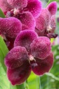 Close-up of a purple orchid