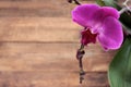 Close-up of purple orchid flower on natural wooden background with copy space. Top view Royalty Free Stock Photo