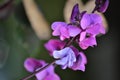 Purple orchid flowers on branch Royalty Free Stock Photo