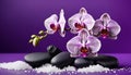 Close up of purple orchids with basalt stones on purple colored background