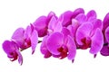 Close up of purple orchids, beautiful Phalaenopsis streaked orchid flowers isolated on white background, clipping path Royalty Free Stock Photo