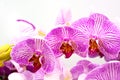 Close up of purple orchids, beautiful Phalaenopsis streaked orchid flowers isolated on white background Royalty Free Stock Photo