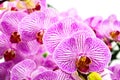 Close up of purple orchids, beautiful Phalaenopsis streaked orchid flowers isolated on white background