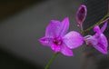 Close up purple orchids
