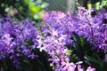 Purple orchids flowers or colorful Mokara Nora blue branch blooming in garden natue background