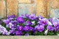 close up of purple pansy flower growing in the spring garden