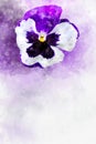 Close-up of purple pansy flower in watercolor. Botanical illustration for greeting card Royalty Free Stock Photo