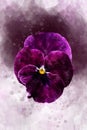 Close-up of purple pansy flower in watercolor. Botanical illustration for greeting card Royalty Free Stock Photo