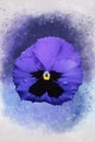 Close-up of purple pansy flower in watercolor. Botanical illustration for greeting card Royalty Free Stock Photo