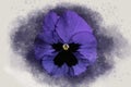 Close-up of purple pansy flower in watercolor. Botanical illustration for greeting card Royalty Free Stock Photo