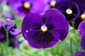 Close-up of purple pansy flowers or pansies blooming in the garden. Close-up of blooming spring flowers.