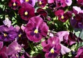 Close up of purple pansy flowers
