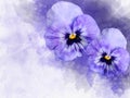 Close-up of purple pansy flowers in watercolor. Botanical illustration for greeting card