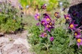 Close up of purple Pasque Flower ,Pulsatilla vulgaris.Dream-grass is the most beautiful spring flower. Pulsatilla blooms Royalty Free Stock Photo