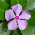 Close up of purple periwinkle over leaves created using generative ai technology