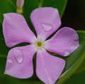 Close up of purple periwinkle over leaves created using generative ai technology