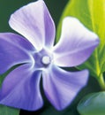 Close up of purple periwinkle over leaves created using generative ai technology