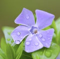 Close up of purple periwinkle over leaves created using generative ai technology