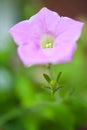 Close up of a purple petunia flower and stem Royalty Free Stock Photo