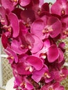 Artificial flowers of purple phalaenopsis orchid or moon orchid Royalty Free Stock Photo