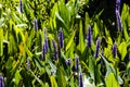 Close up purple Pickerelweed in the wetlands