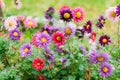 Close-up of purple and pink chrysanthemums in green leaves in a vegetable garden. Royalty Free Stock Photo