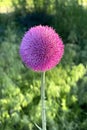 Close-up of purple pink, cirsium vulgare flower, the spear thistle