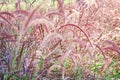 Purple or pink fountain grass field  , natue background Royalty Free Stock Photo