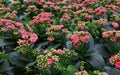 Close up purple pink Kalanchoe flowers