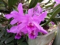 Close up, Purple pink orchids flowers bloom on tree blurred background, phalaenopsis flower garden, selective focus, plants Royalty Free Stock Photo