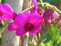 Close up, Purple pink orchids flowers bloom on tree blurred background, phalaenopsis flower garden, selective focus, plants Royalty Free Stock Photo