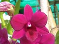 Close up, Purple pink orchids flowers bloom on tree blurred background, phalaenopsis flower garden, selective focus, plants Royalty Free Stock Photo