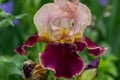 Close up of a purple, pink and white bearded iris in Texas Royalty Free Stock Photo