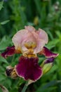 Close up of a purple, pink and white bearded iris in Texas Royalty Free Stock Photo