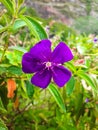 close up of purple Pleroma semidecandrum flower