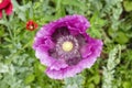 Purple poppy in full bloom growing in a hedgerow